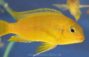 Tropheops sp. 'black dorsal' Luwala Reef